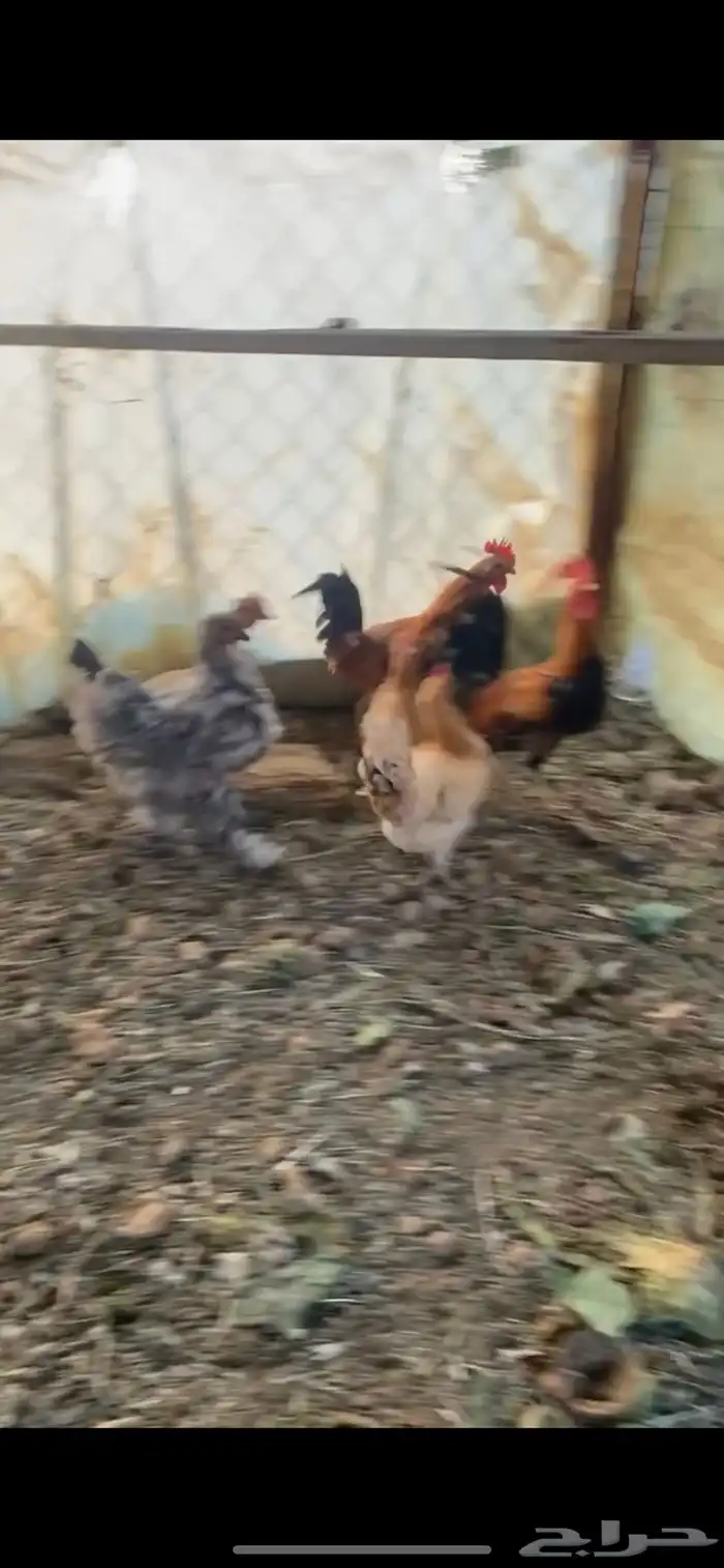 دجاج بلدي 3