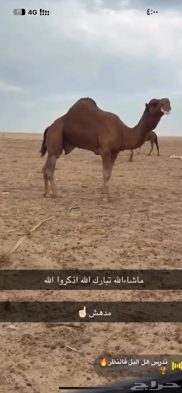 بكار كفو 1