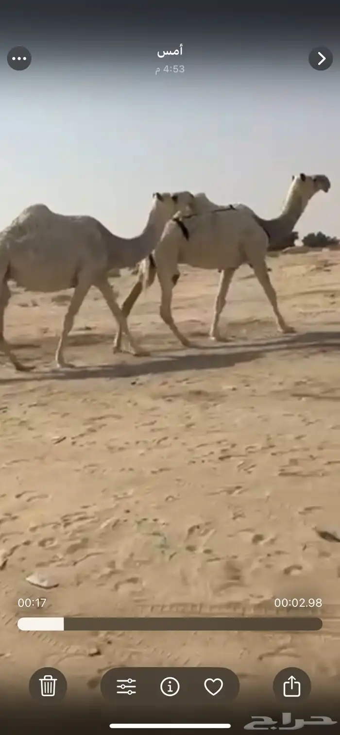 للبيع عشرا وضحا منتج جاهزه لضراب 0