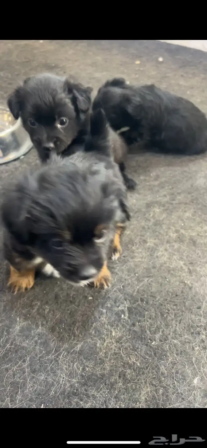 كلاب زينه صغيره صحه ممتازه و اسعار حلوه 0