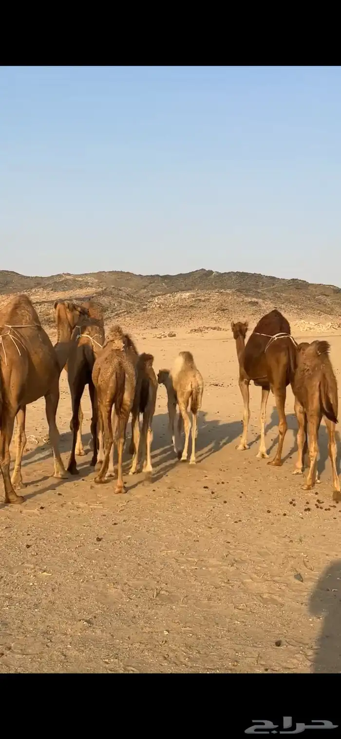 خلفات سواحل 2