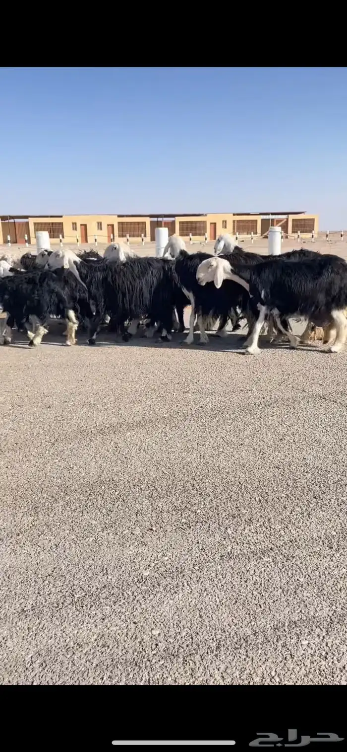 غنم نجد صنف مواليد 1