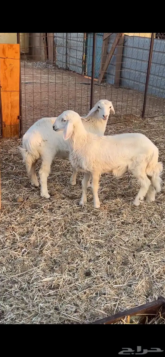 هرافا حريات 1