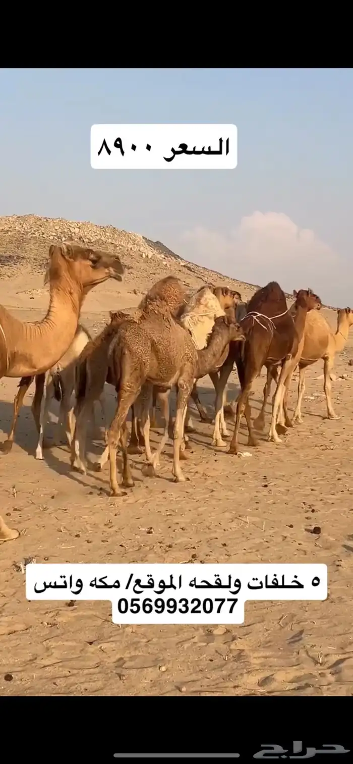 خلفات سواحل 8