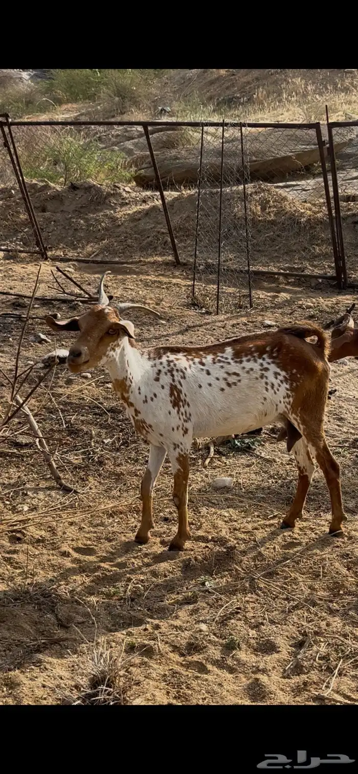 شاه جامع والظاهر انها توها دافع يمكن دافع يمكن لا 0