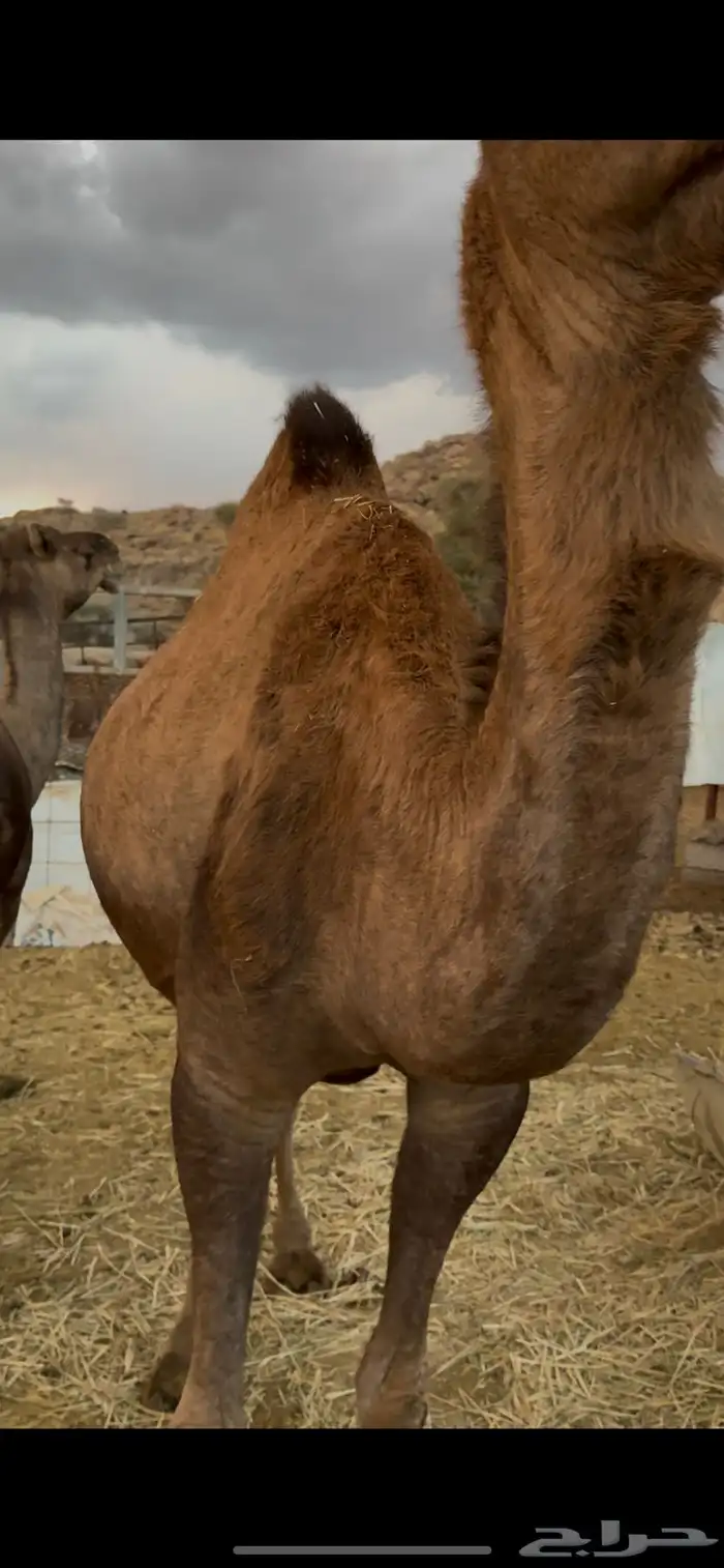 نياق مداني للبيع تمم البيع 7