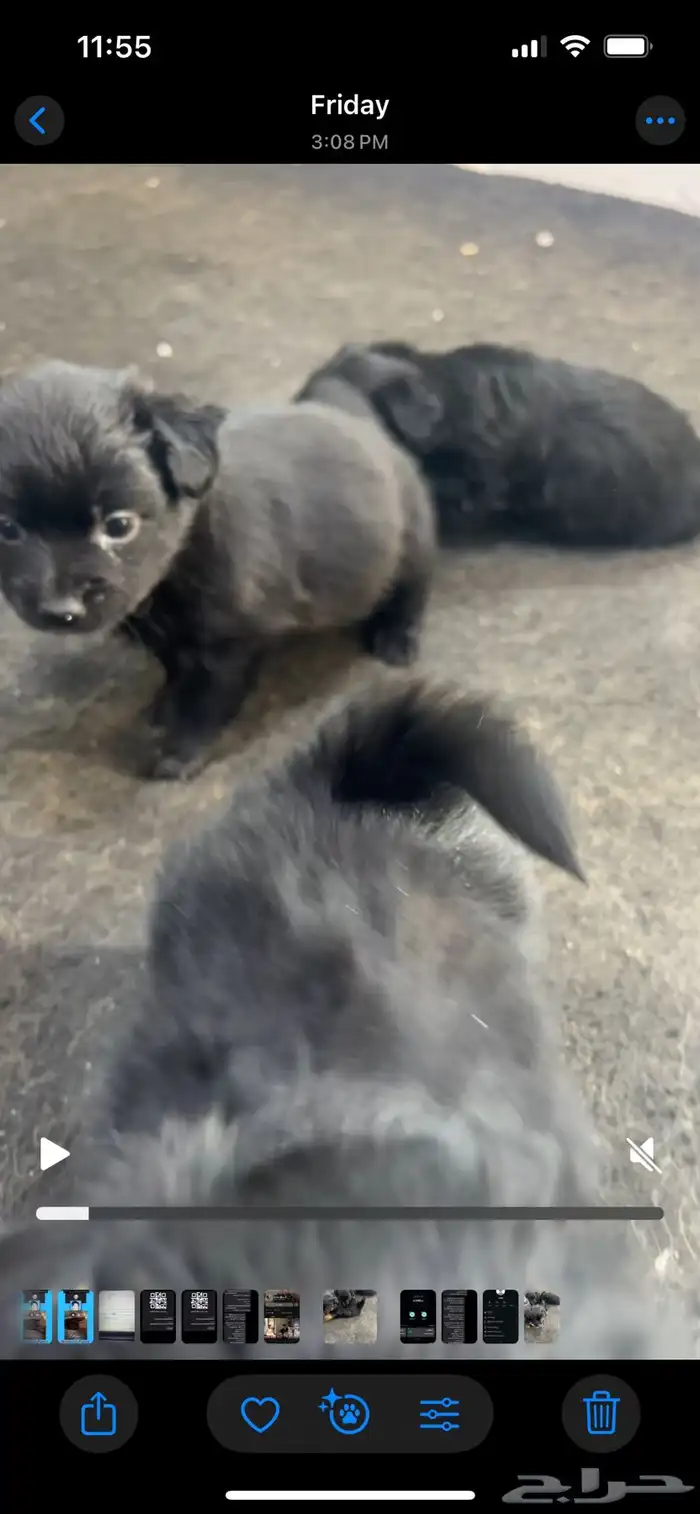 كلاب زينه صغيره صحه ممتازه و اسعار حلوه 1