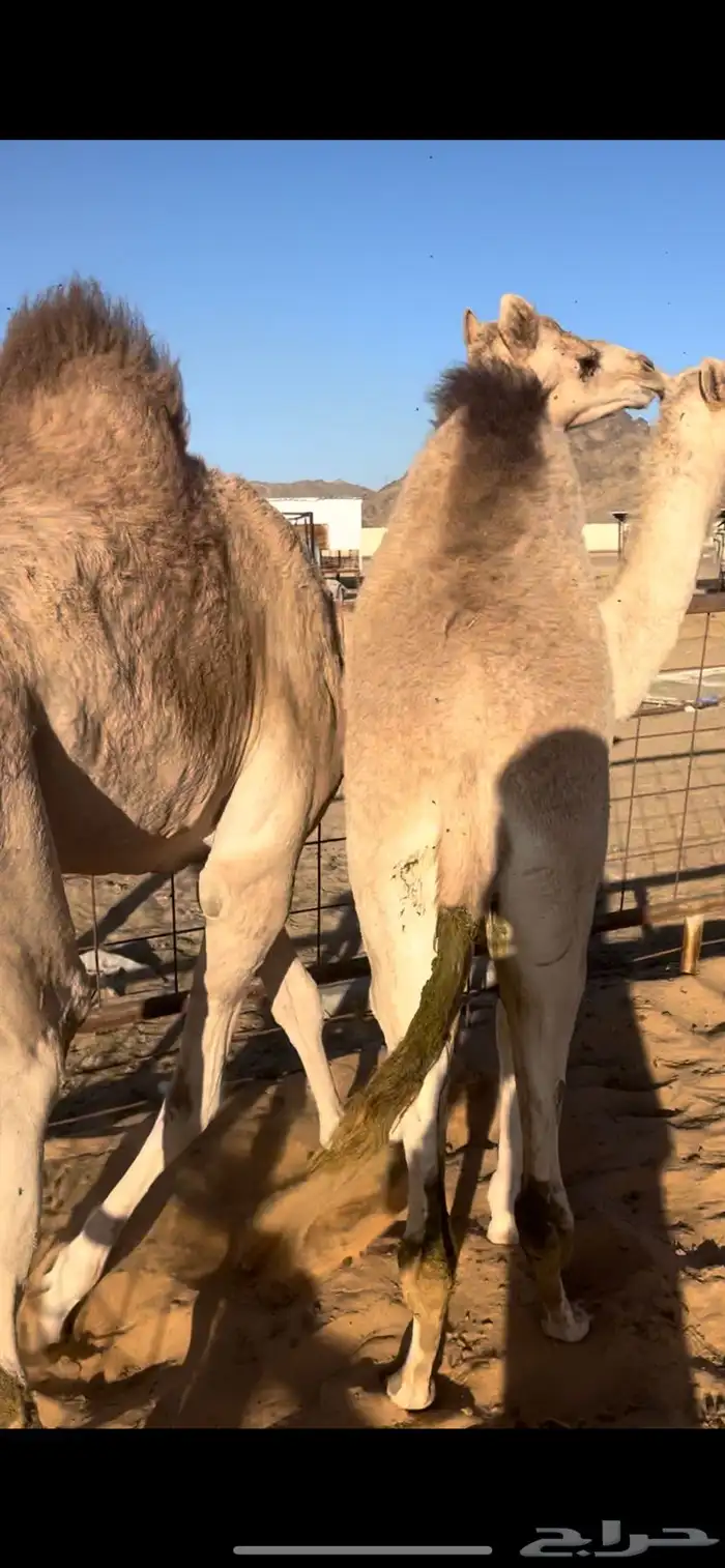 قعودين بلدي حقت زواج 1