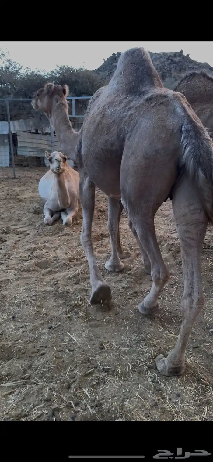 نياق مداني للبيع تمم البيع 4