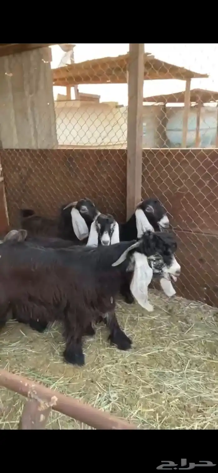 4 جفار مقرعات. وتيس فحل تاسيس مراح. تم البيع 0