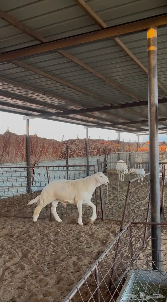 مشروع فحل حري 0