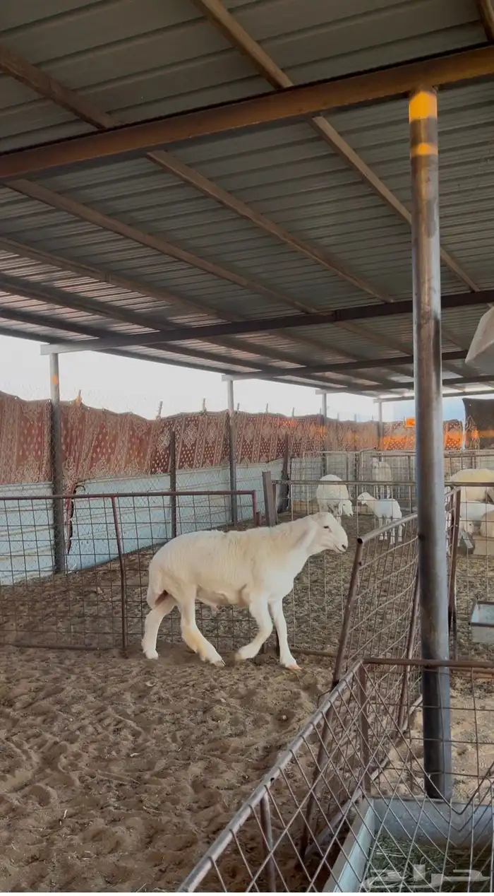 مشروع فحل حري 2