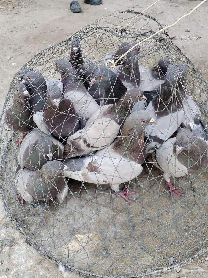 حمام فرنسي سلفر سوبر جامبو 0