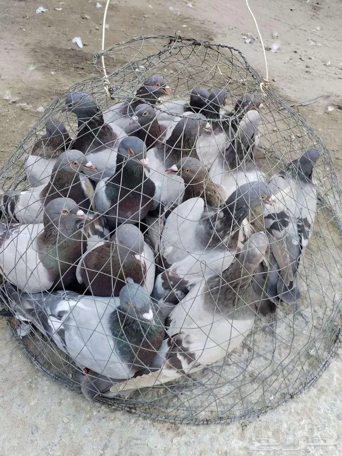 حمام فرنسي سلفر سوبر جامبو 1