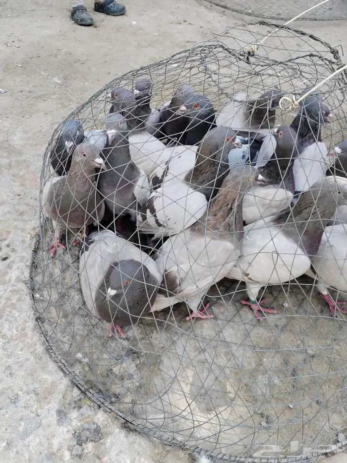 حمام فرنسي سلفر سوبر جامبو 2