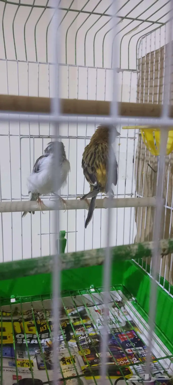 كناري كريست 2