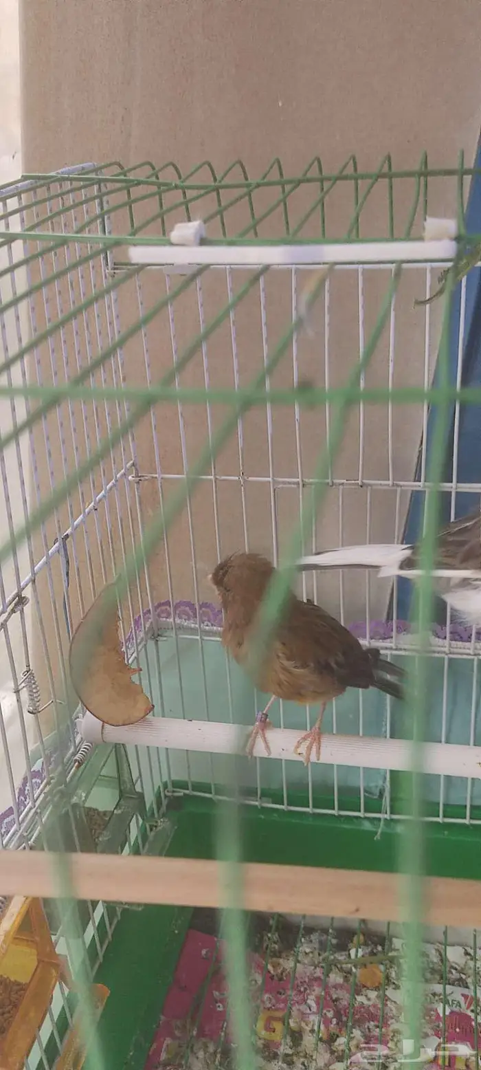 كناري كريست 0