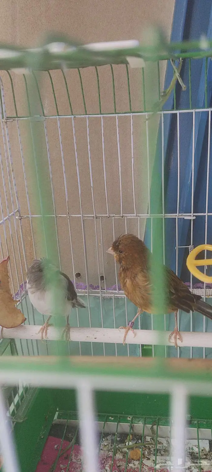 كناري كريست 3