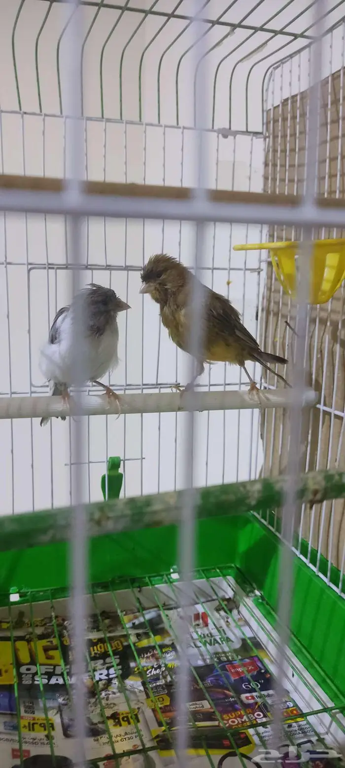 كناري كريست 6