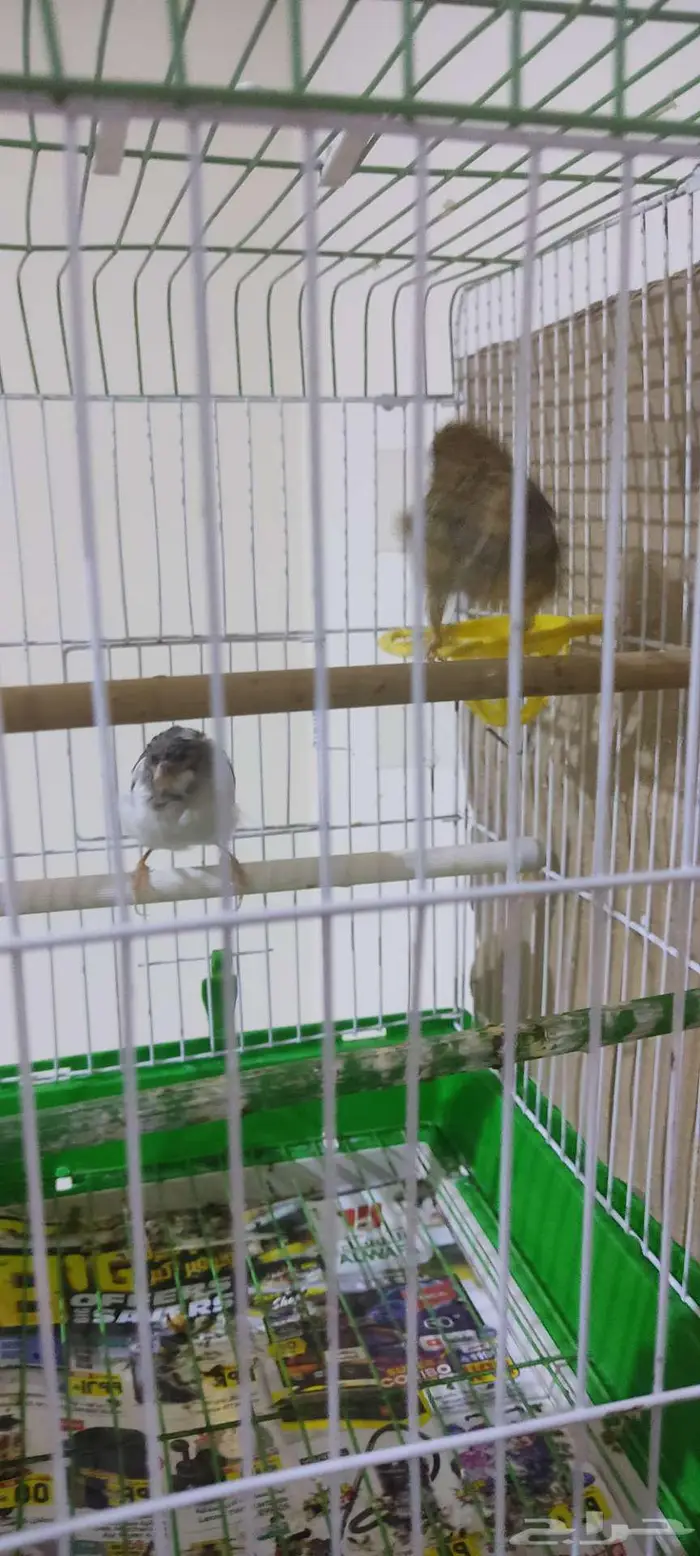 كناري كريست 5