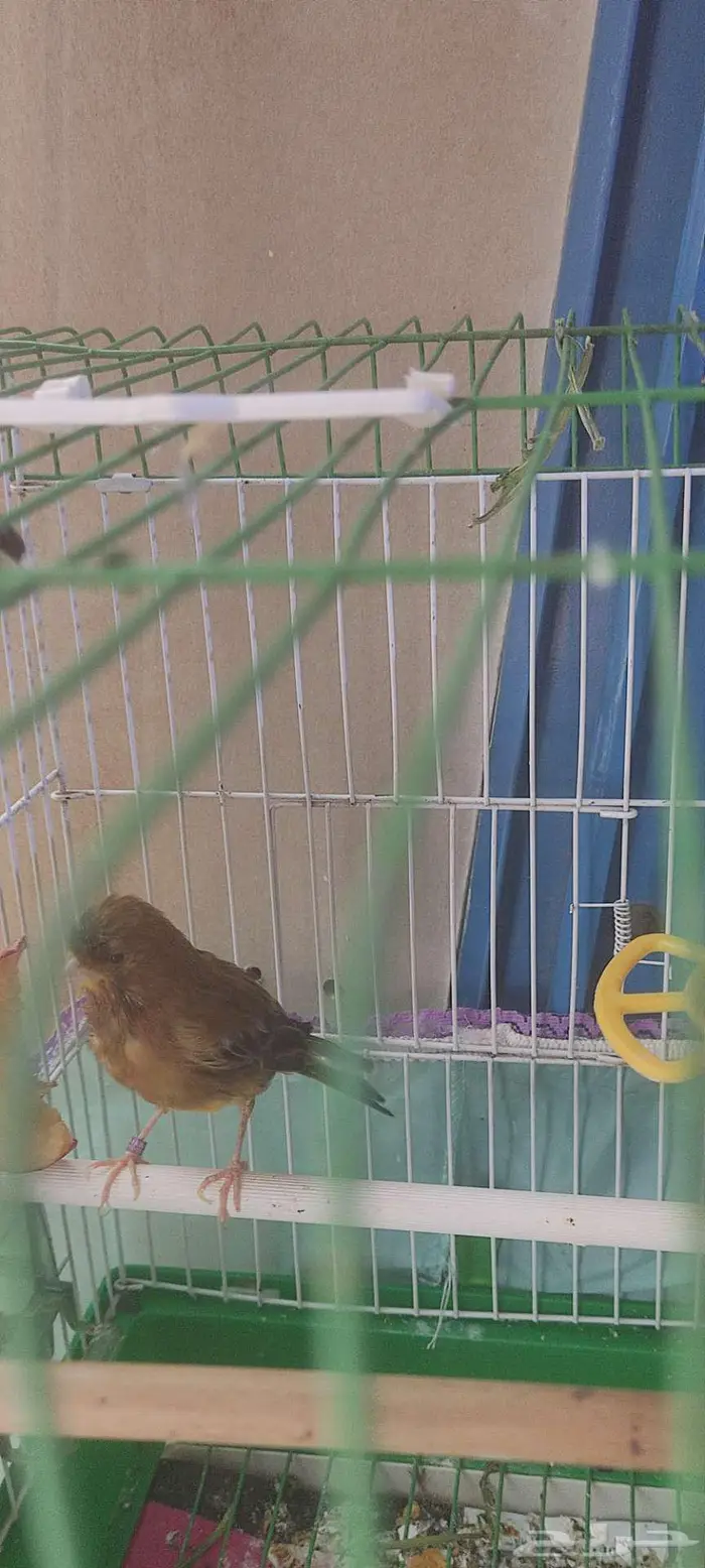 كناري كريست 4