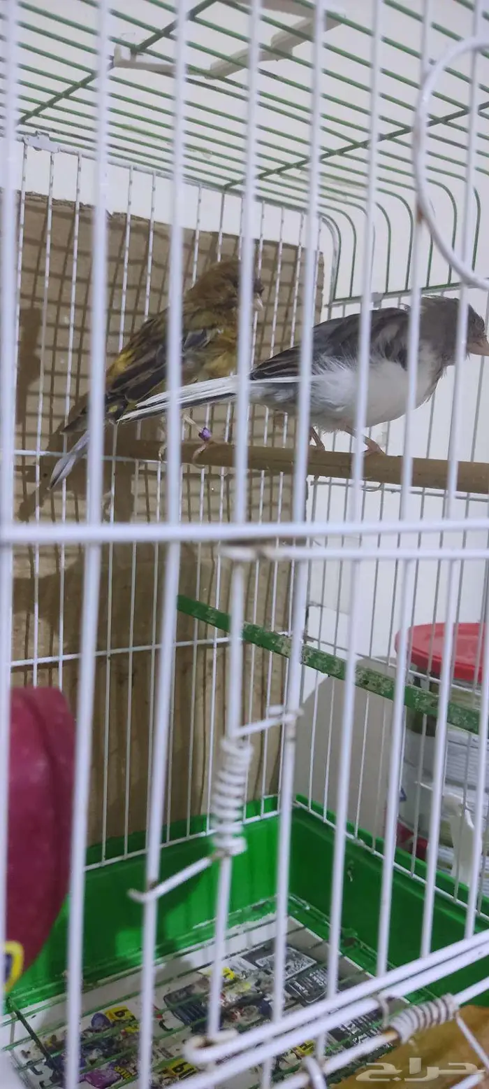 كناري كريست 1