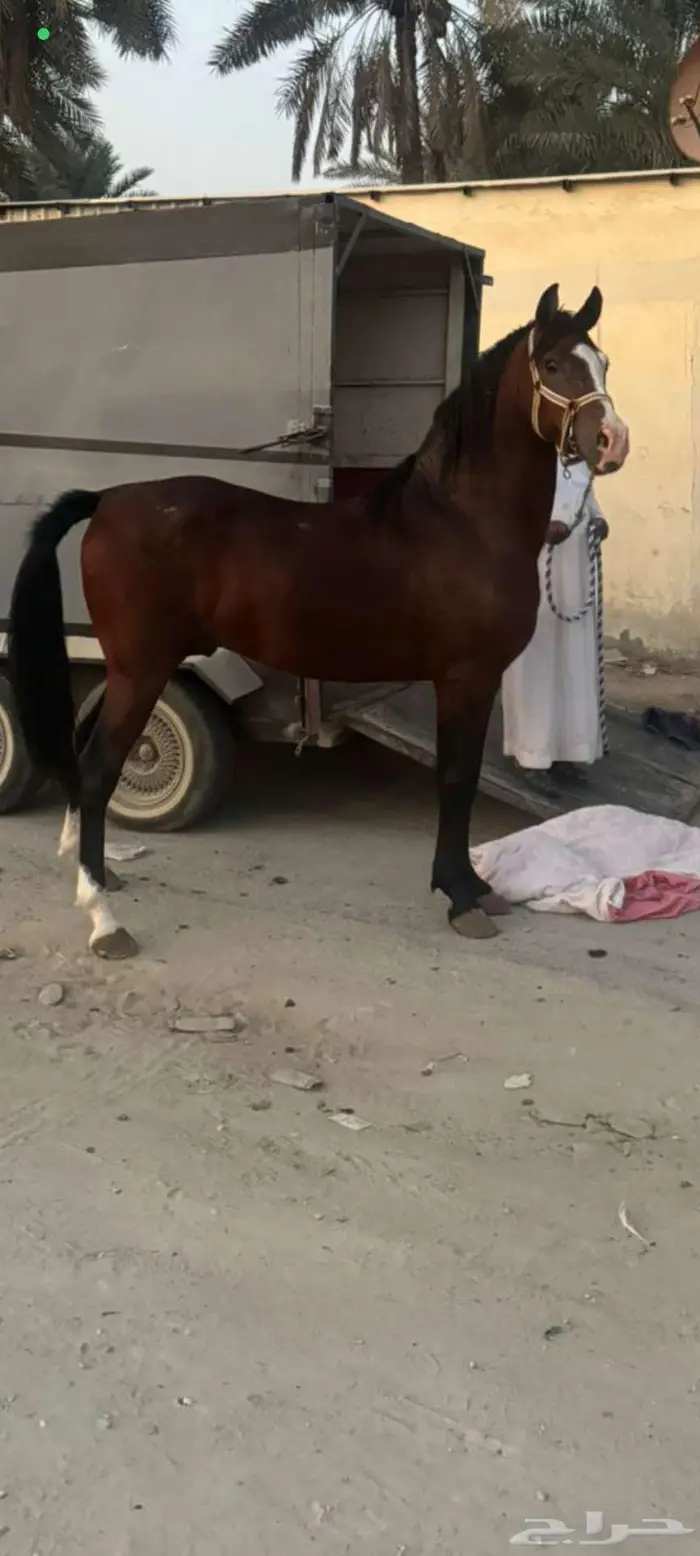 حصان شعبي للبيع 0