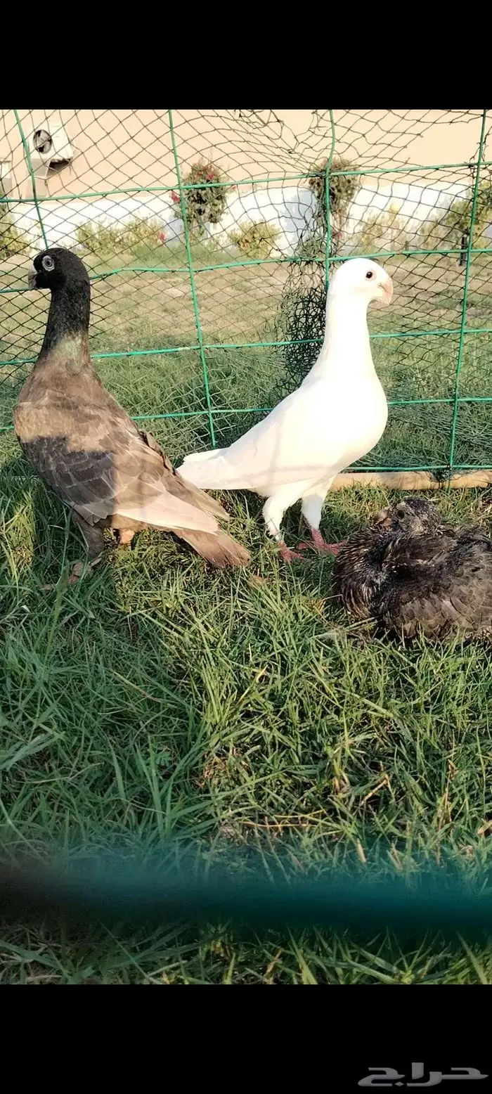 للبيع جوز همر منتج تحته فرخ 0