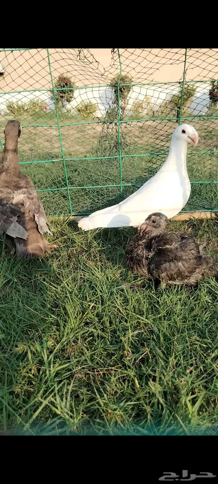 للبيع جوز همر منتج تحته فرخ 2