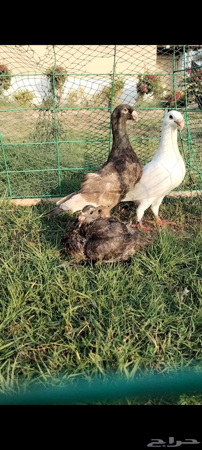 للبيع جوز همر منتج تحته فرخ 3