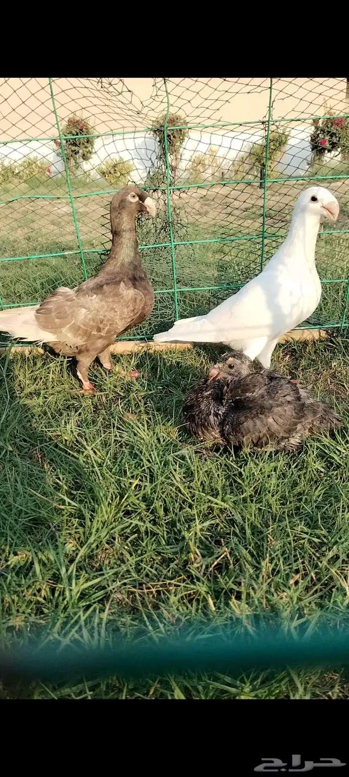 للبيع جوز همر منتج تحته فرخ 1