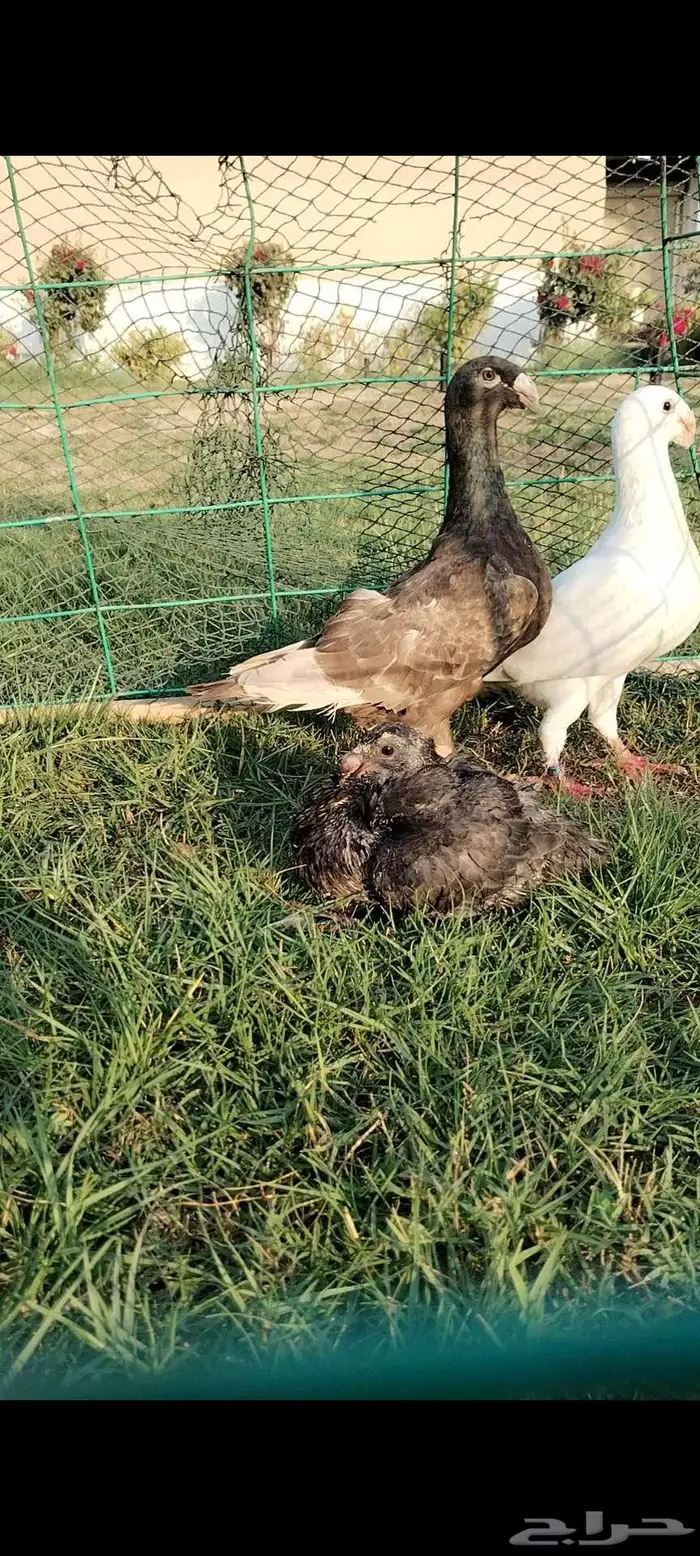 للبيع جوز همر منتج تحته فرخ 4