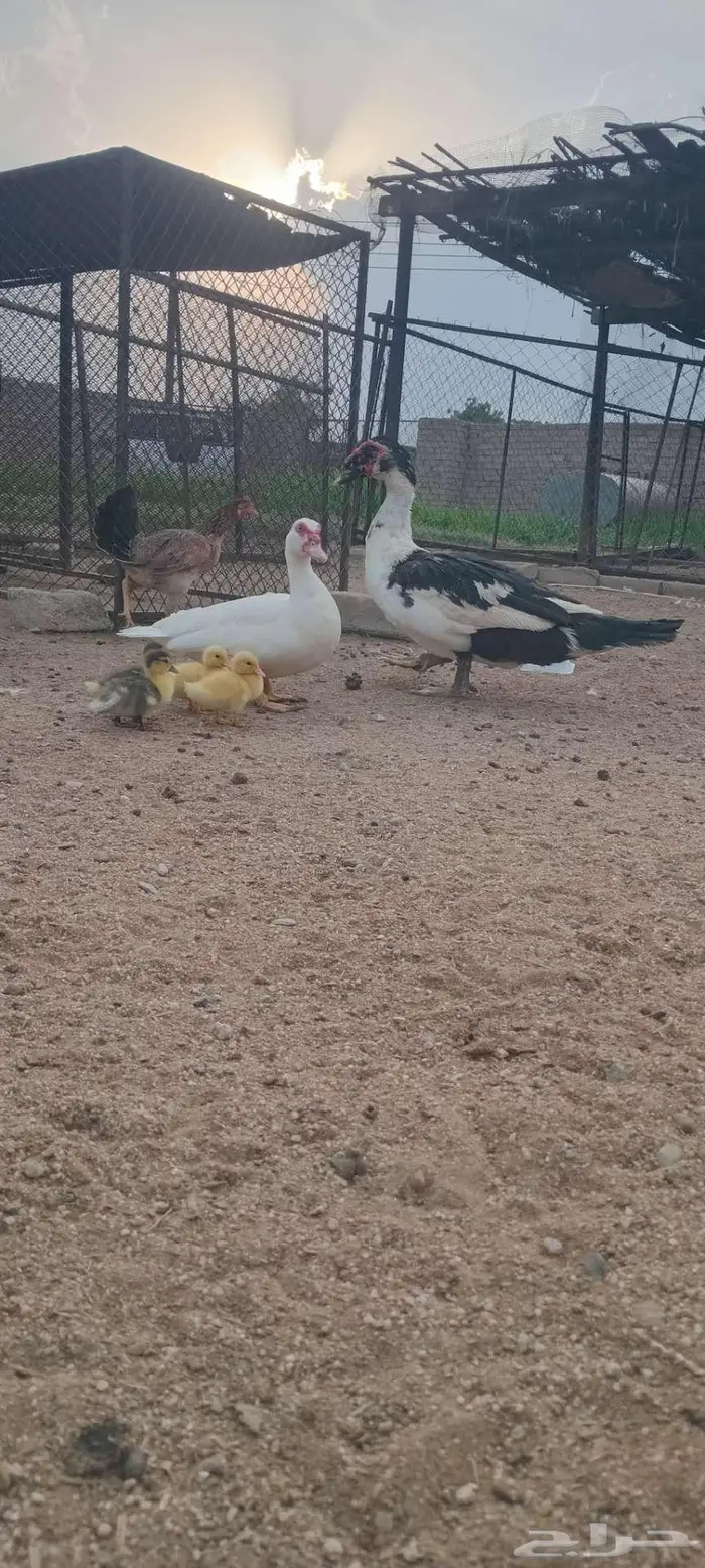 بط طقم مع إنتاجه 4