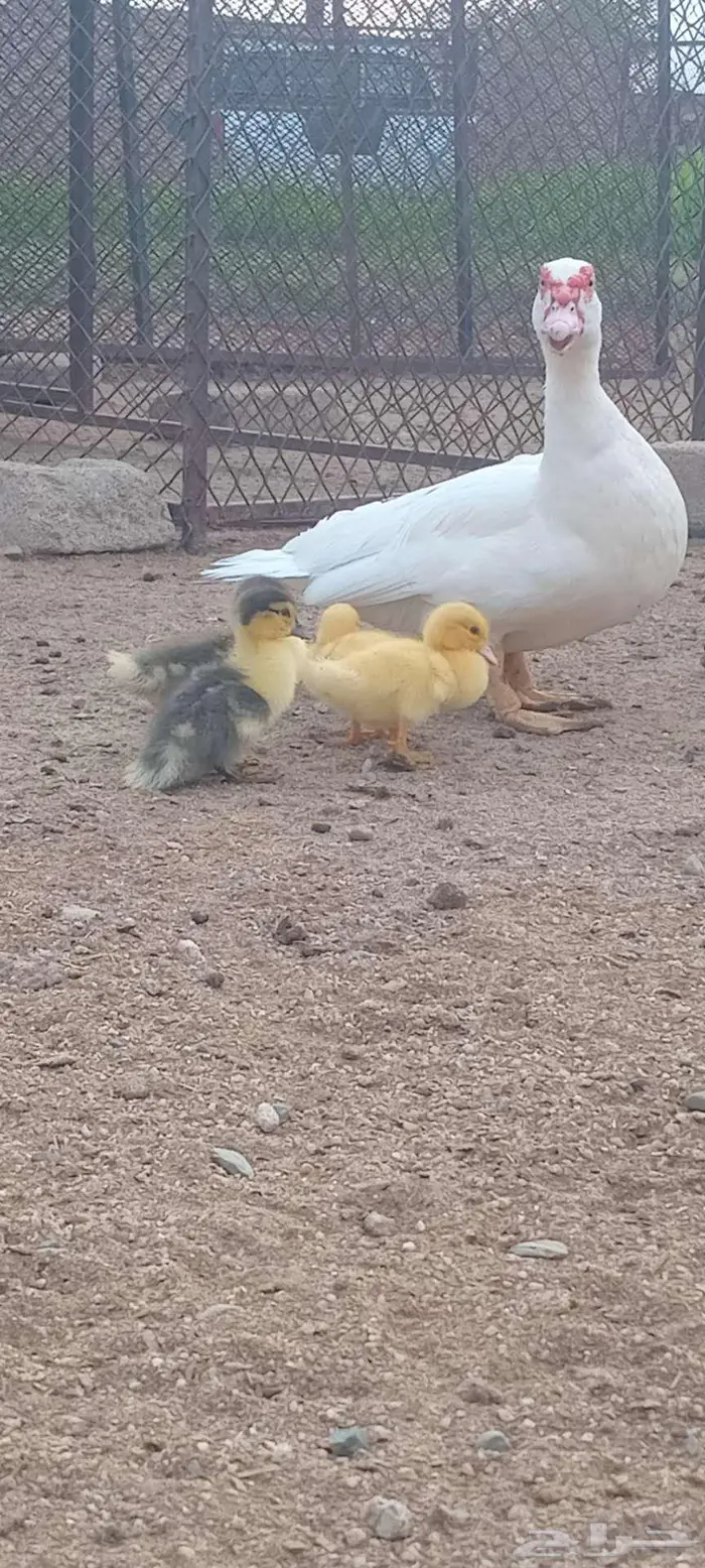 بط طقم مع إنتاجه 0