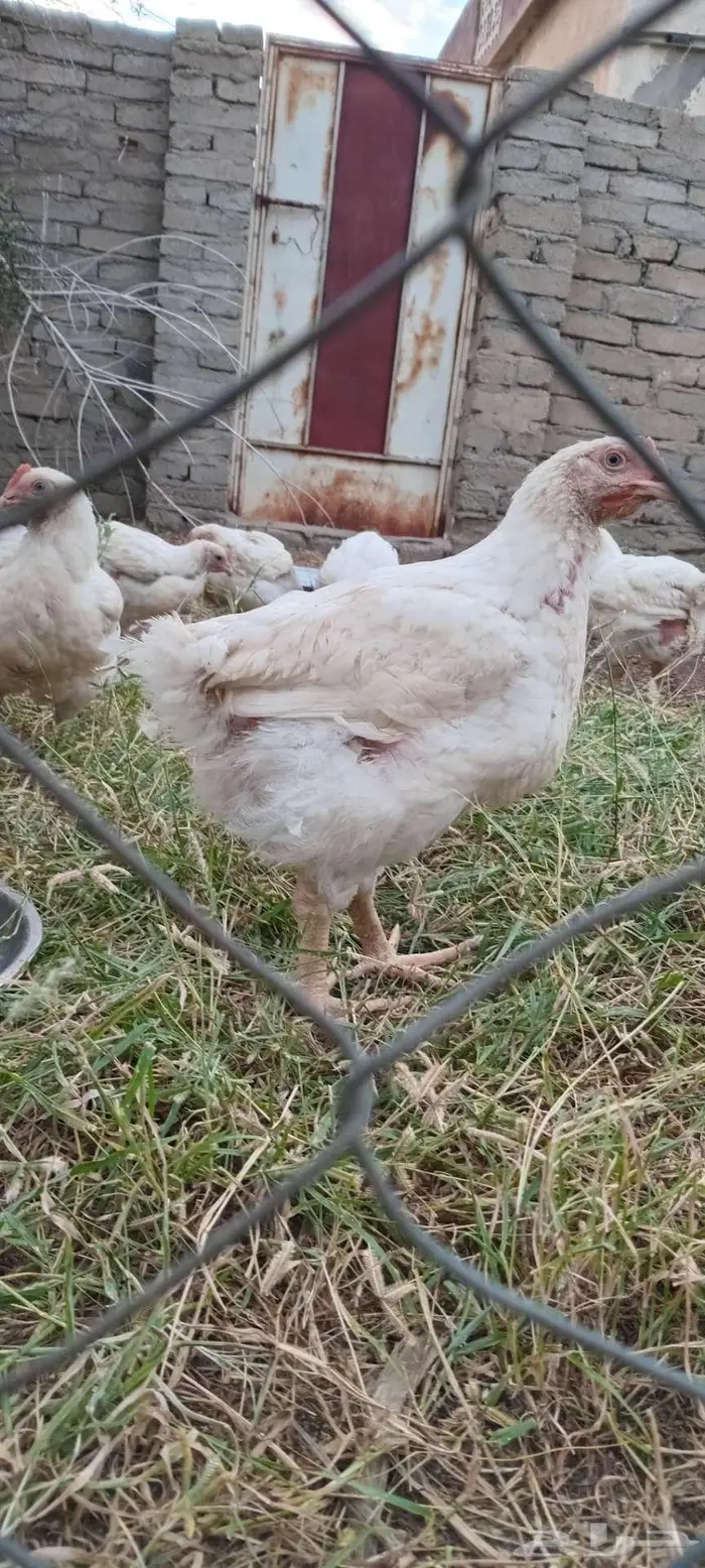 دجاج مزرعه للبيع 0