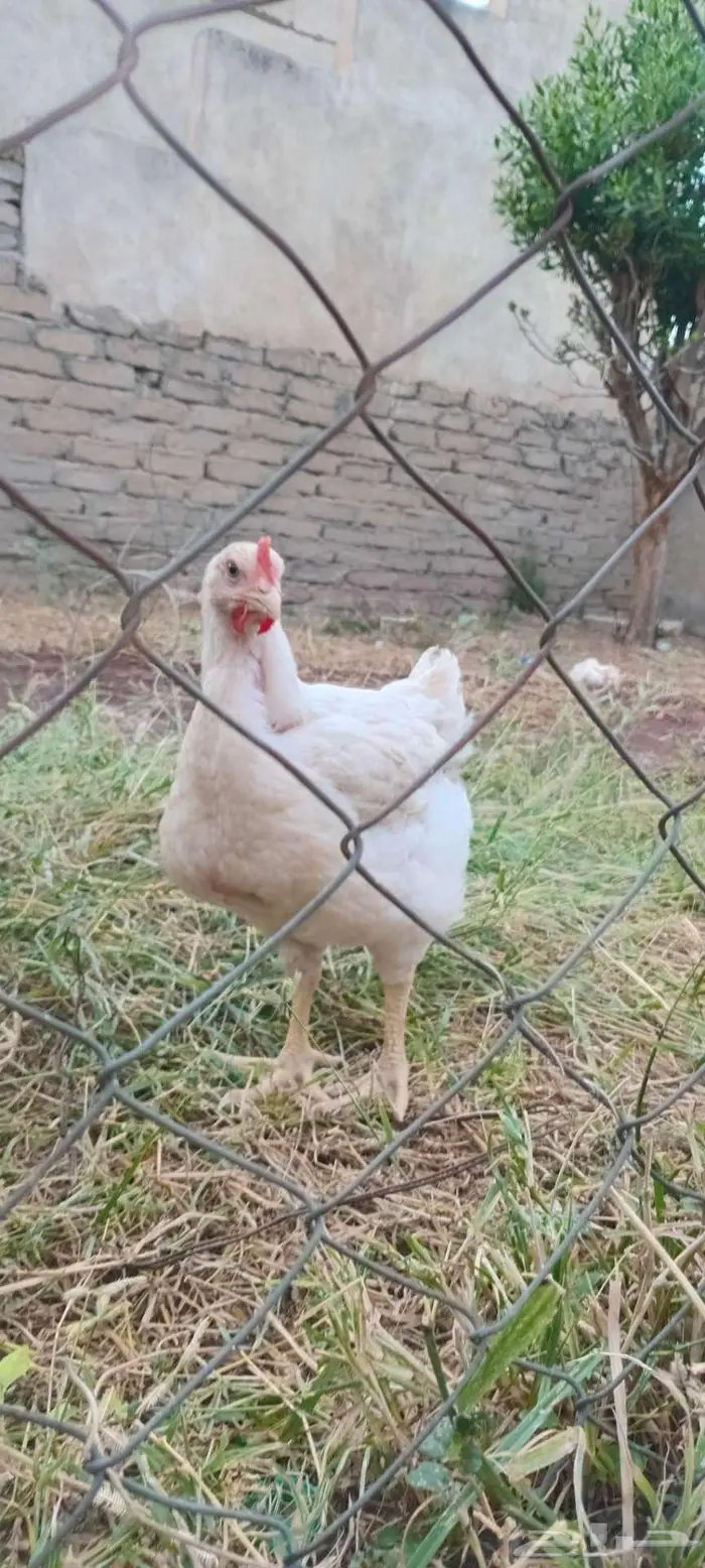 دجاج مزرعه للبيع 1