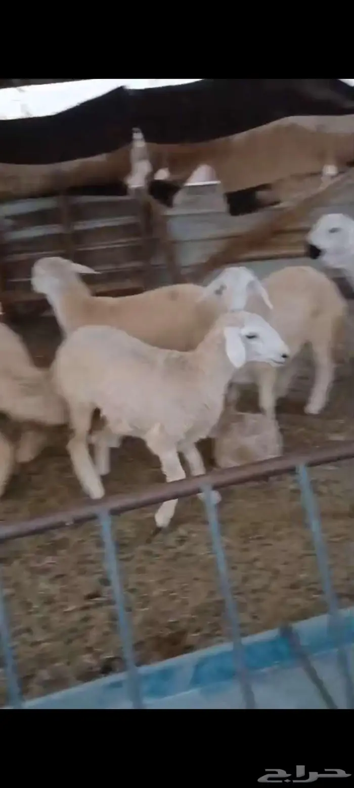 رخال ذبايح او مقنا .. وطليان ذبايح مناسبات 2