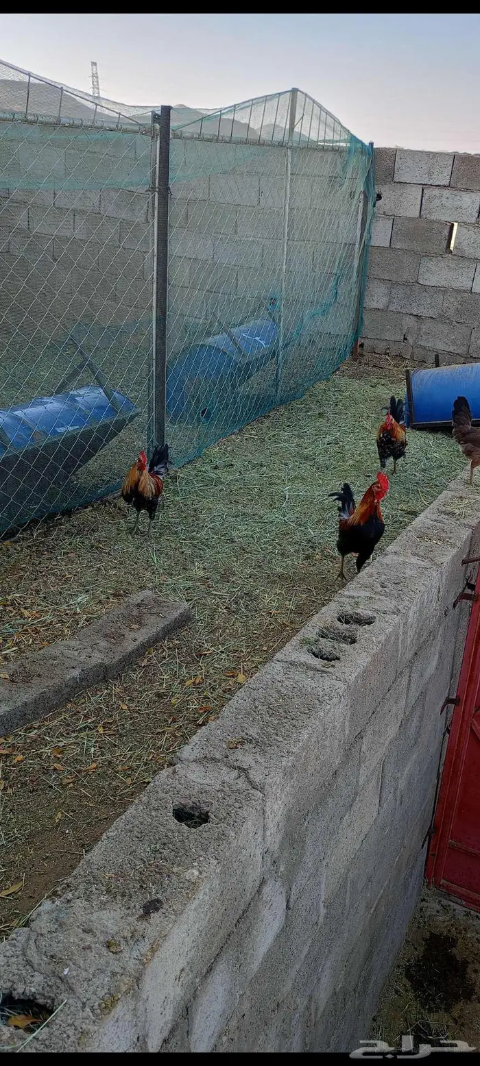 3 ديكه فري عربي اصيل 0