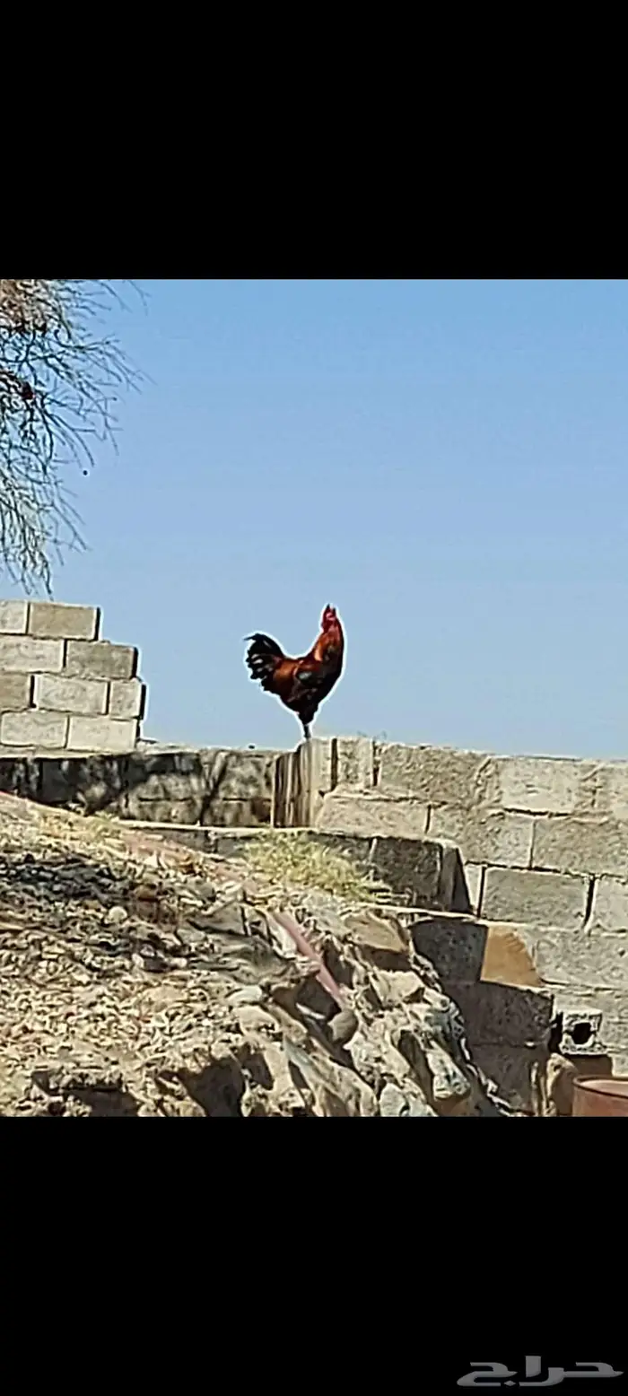 3 ديكه فري عربي اصيل 2