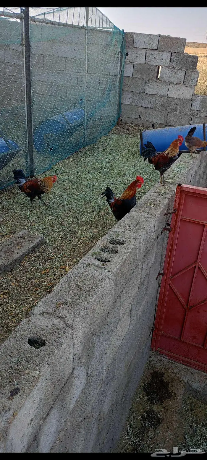 3 ديكه فري عربي اصيل 1