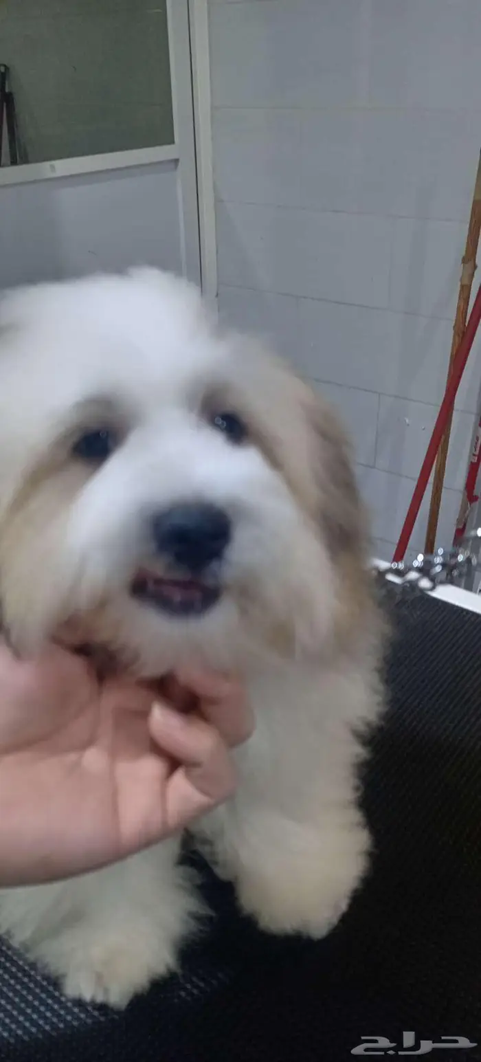 كلبه شحيبر 0