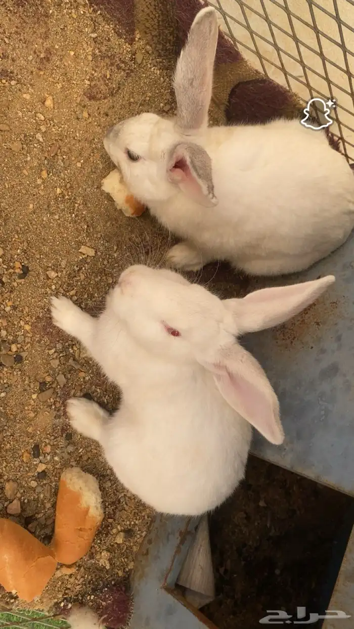 أرنب ذكر انثا شي العمر5 شهور 1