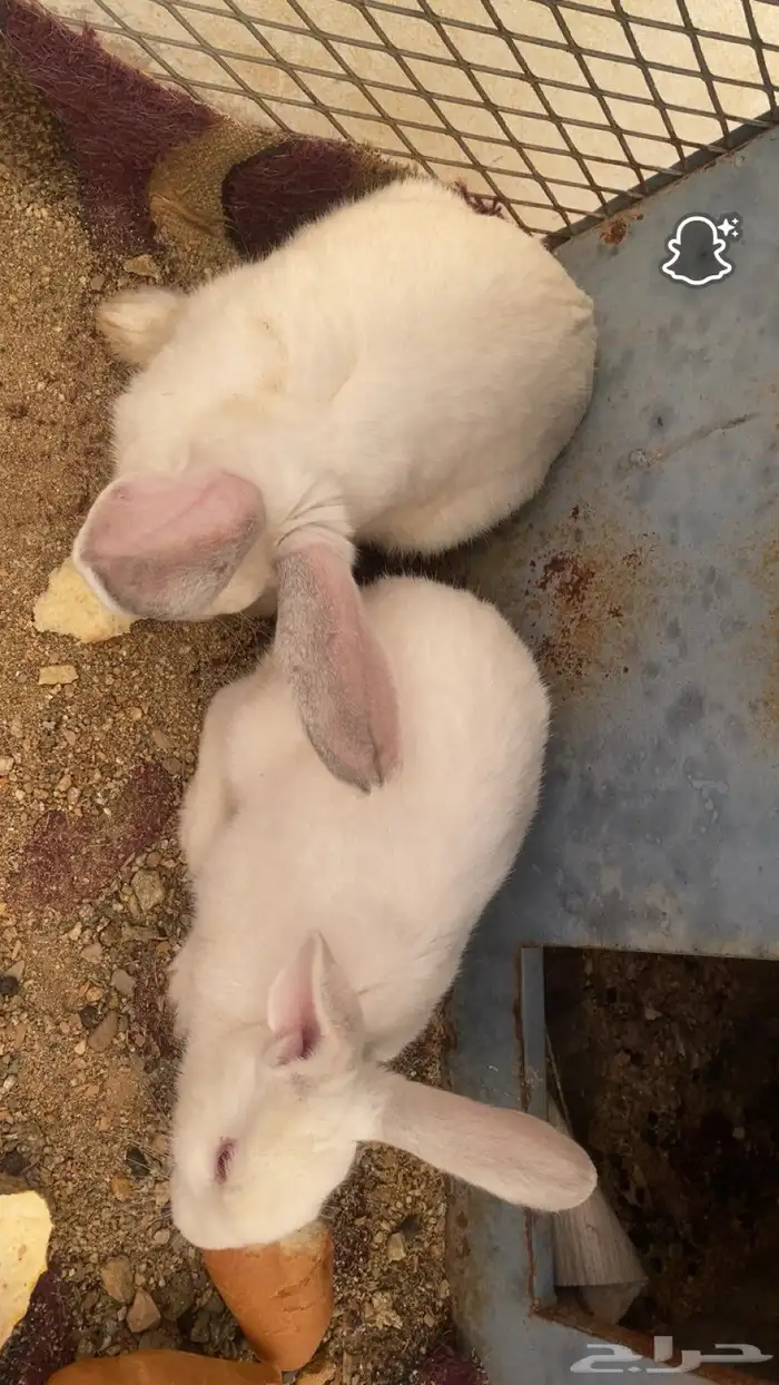 أرنب ذكر انثا شي العمر5 شهور 2