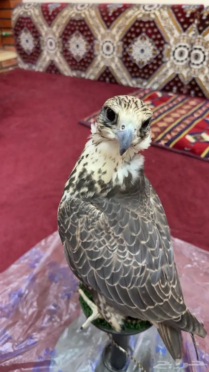 طير للبيع حر 0