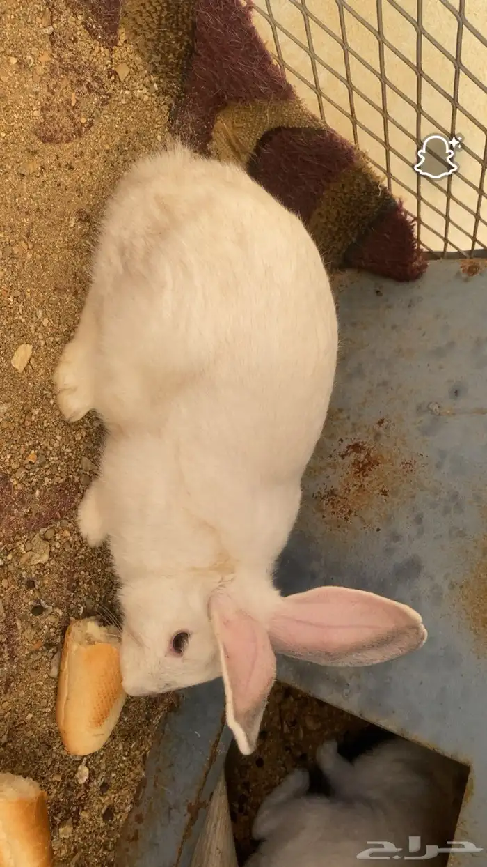 أرنب ذكر انثا شي العمر5 شهور 0