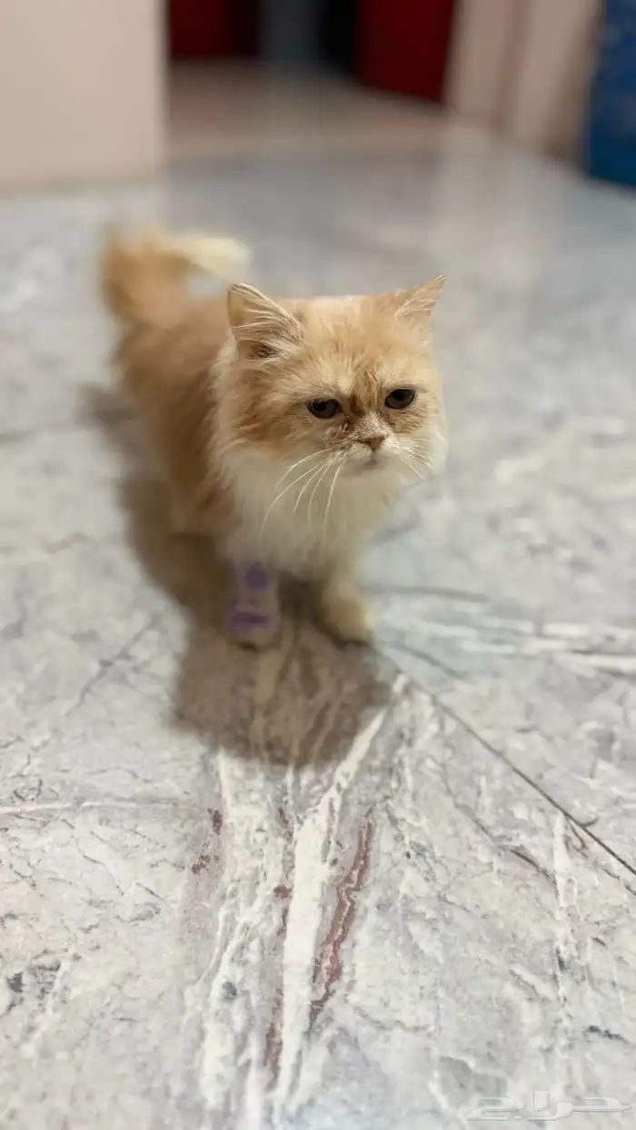 لتبتي قطه صغيره 1