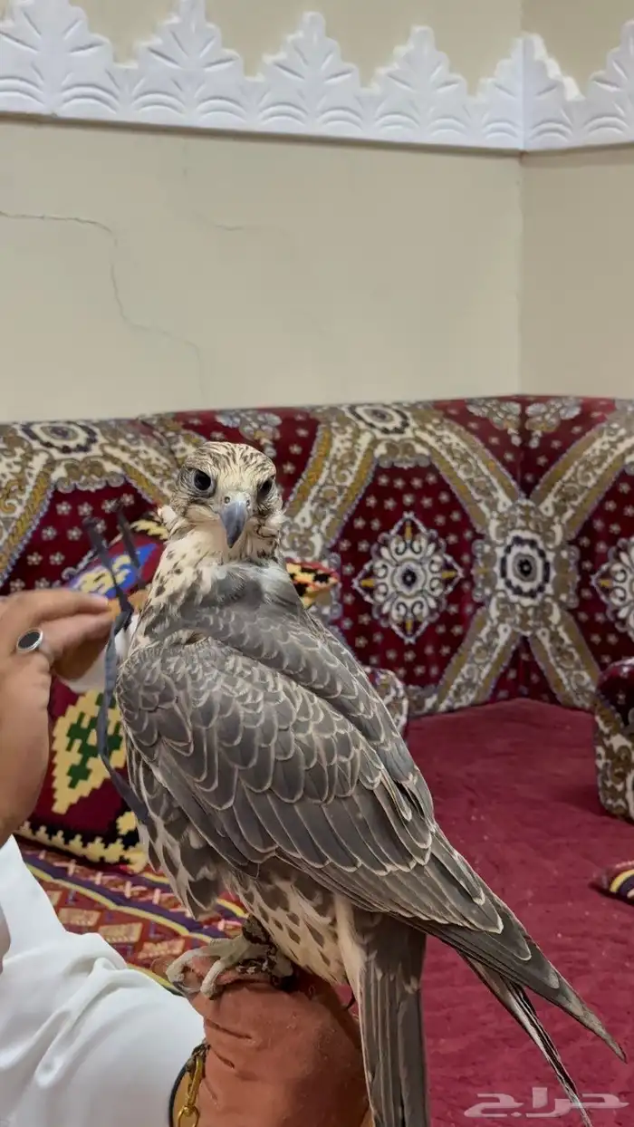 طير للبيع حر 1