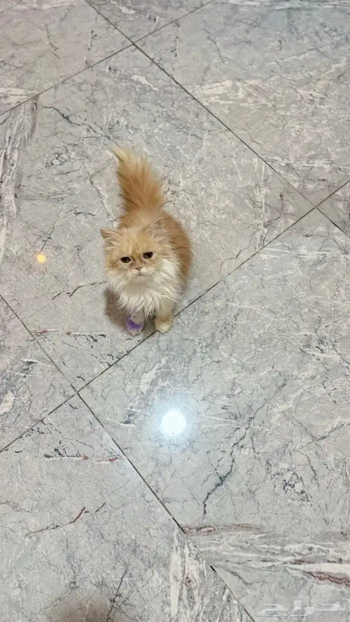 لتبتي قطه صغيره 2