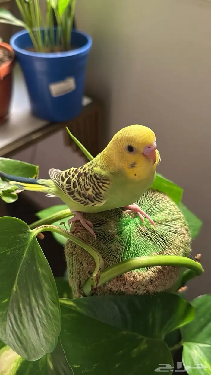 طيور بادجي اليفه جدا للبيع 1