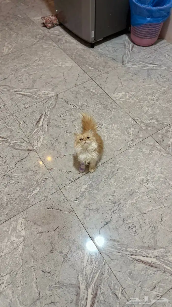 لتبتي قطه صغيره 0